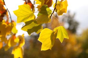 Tulip Poplar fall leaves