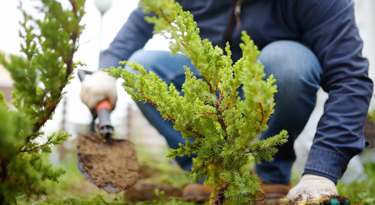 Planting a shrub