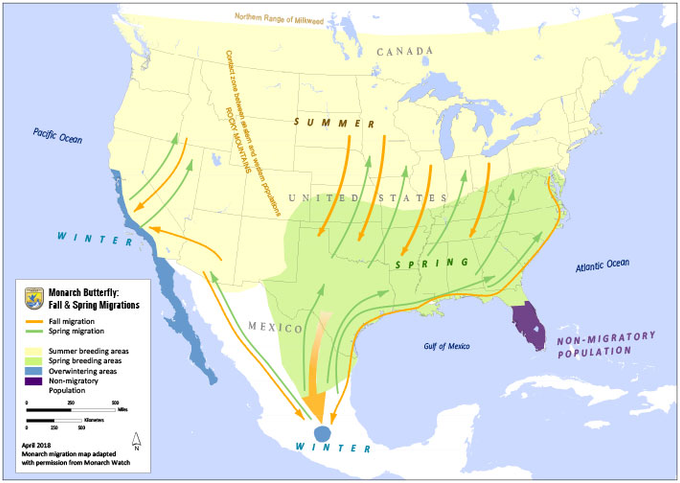 Monarch Migration | Sunday Lawn Care