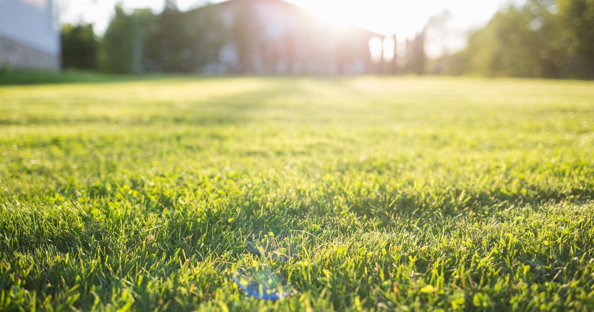 How to Green Up Your Lawn Sunday Lawn Care