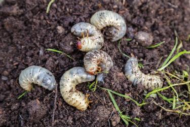 Grubs in soil