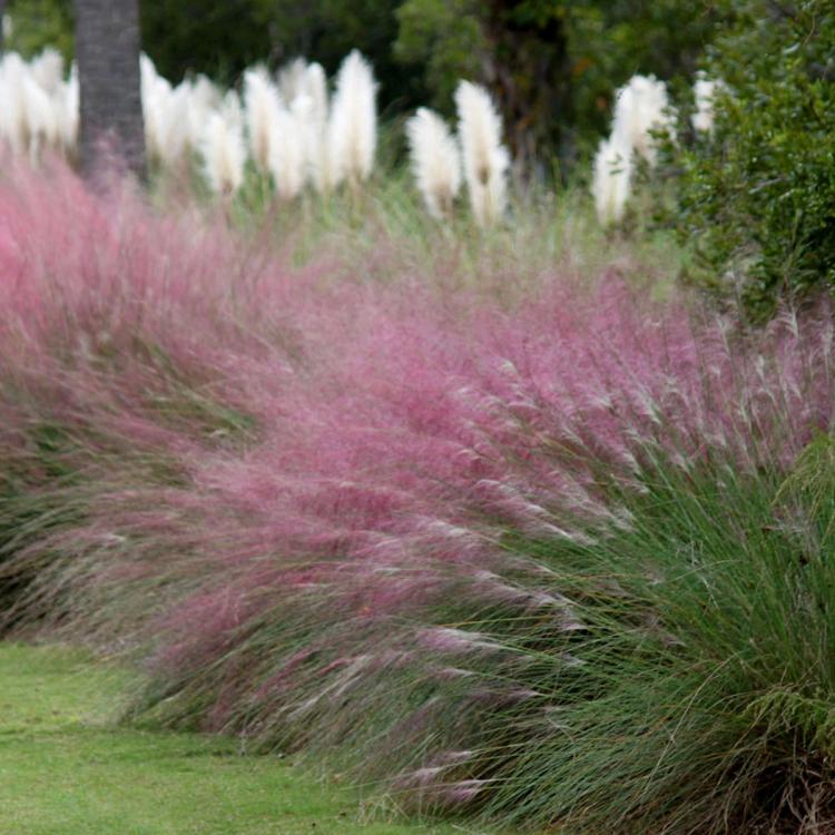Pink Muhly Grass Yard