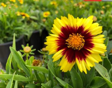 Coreopsis Uptick