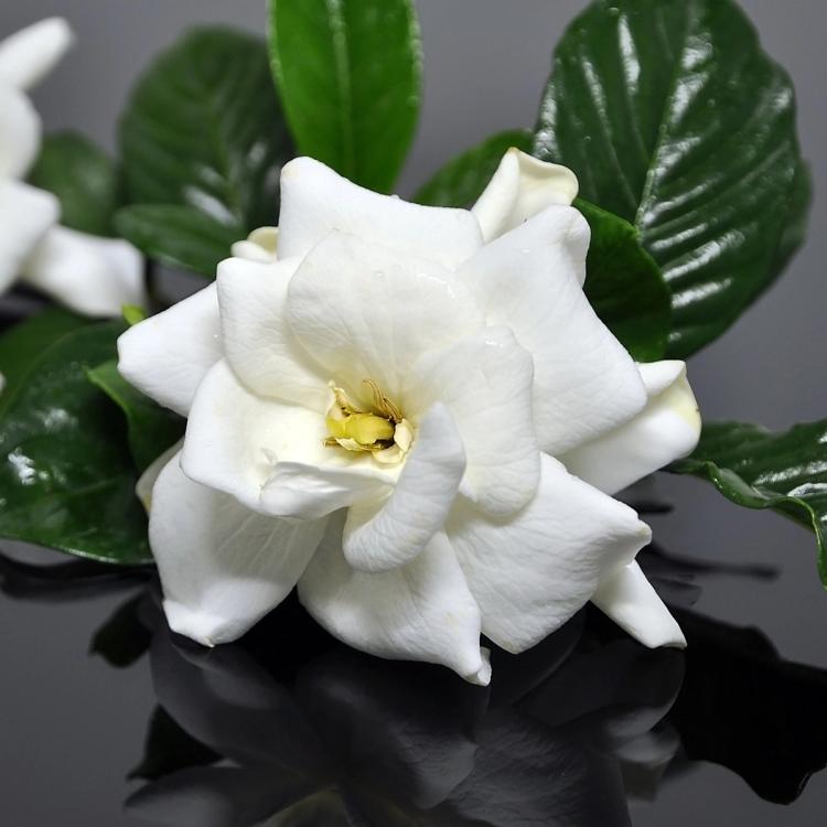 Frostproof Gardenia Bloom