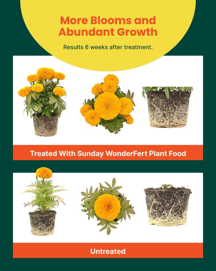 WonderFert All-Purpose results infographic