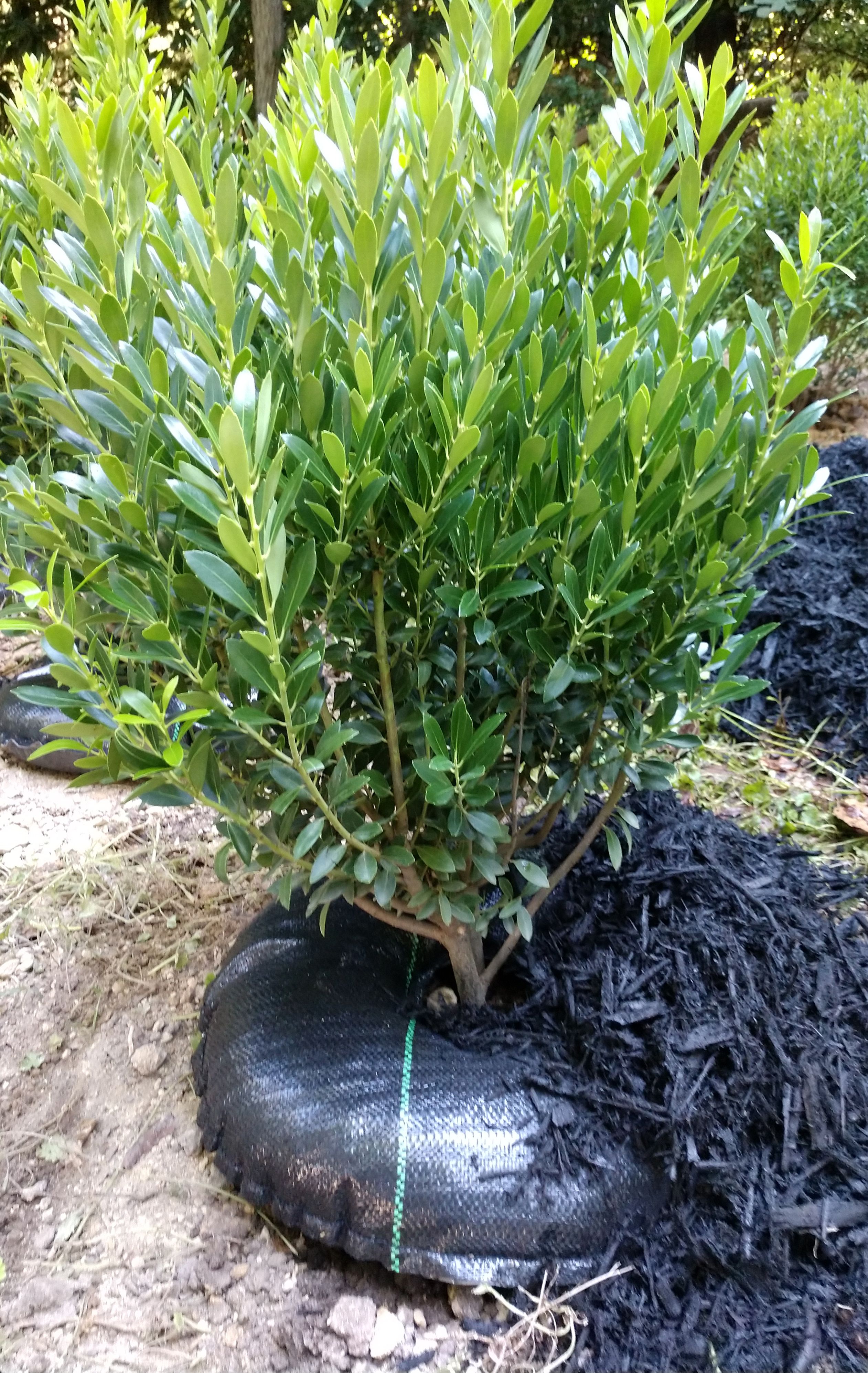 TreeDiaper® 18 Round