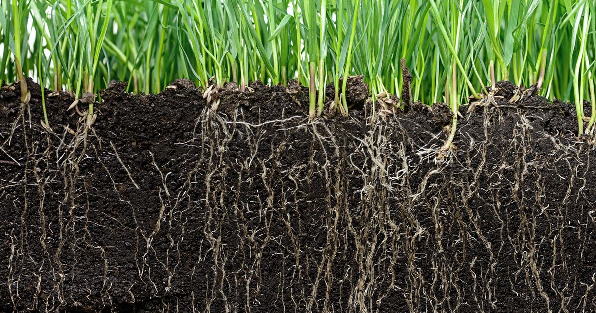 Why Root Depth Matters | Sunday Lawn Care