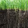 Deep grass roots showing why root depth matters