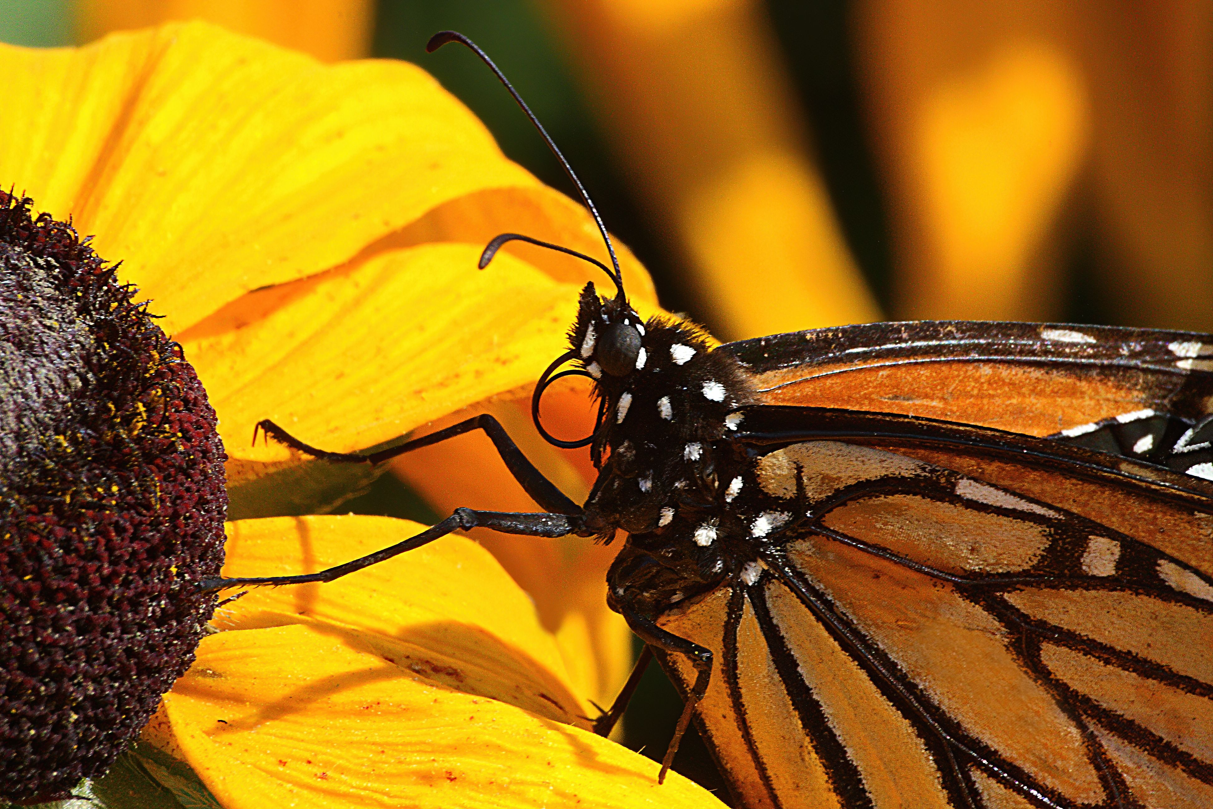 A butterfly pollinating a yellow flower
