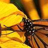 A butterfly pollinating a yellow flower