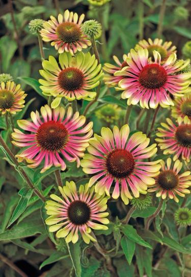 Green Twister Coneflower