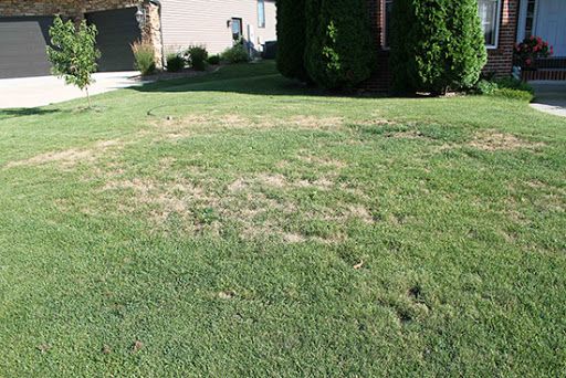 Damage to lawn caused by chinch bugs