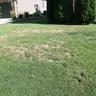 Damage to lawn caused by chinch bugs
