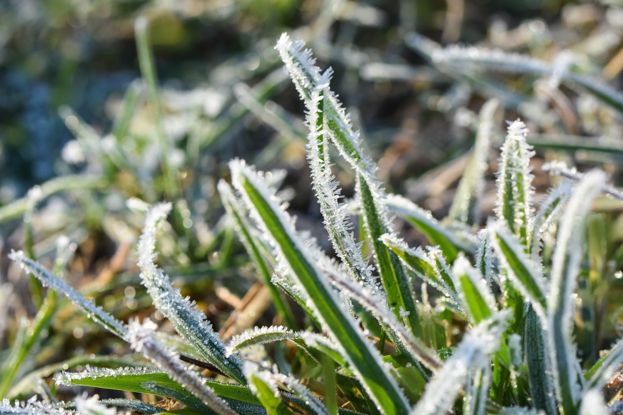 Close-up picture of frozen grass