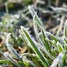 Close-up picture of frozen grass