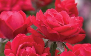 Red Double Knockout Roses