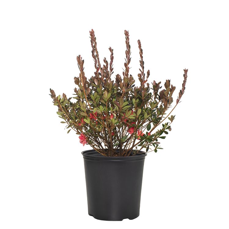 Fashion Azalea 2.25 Gallon Pot