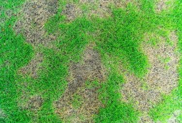 a patchy brown lawn