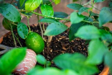 Fruit tree in garden planter container
