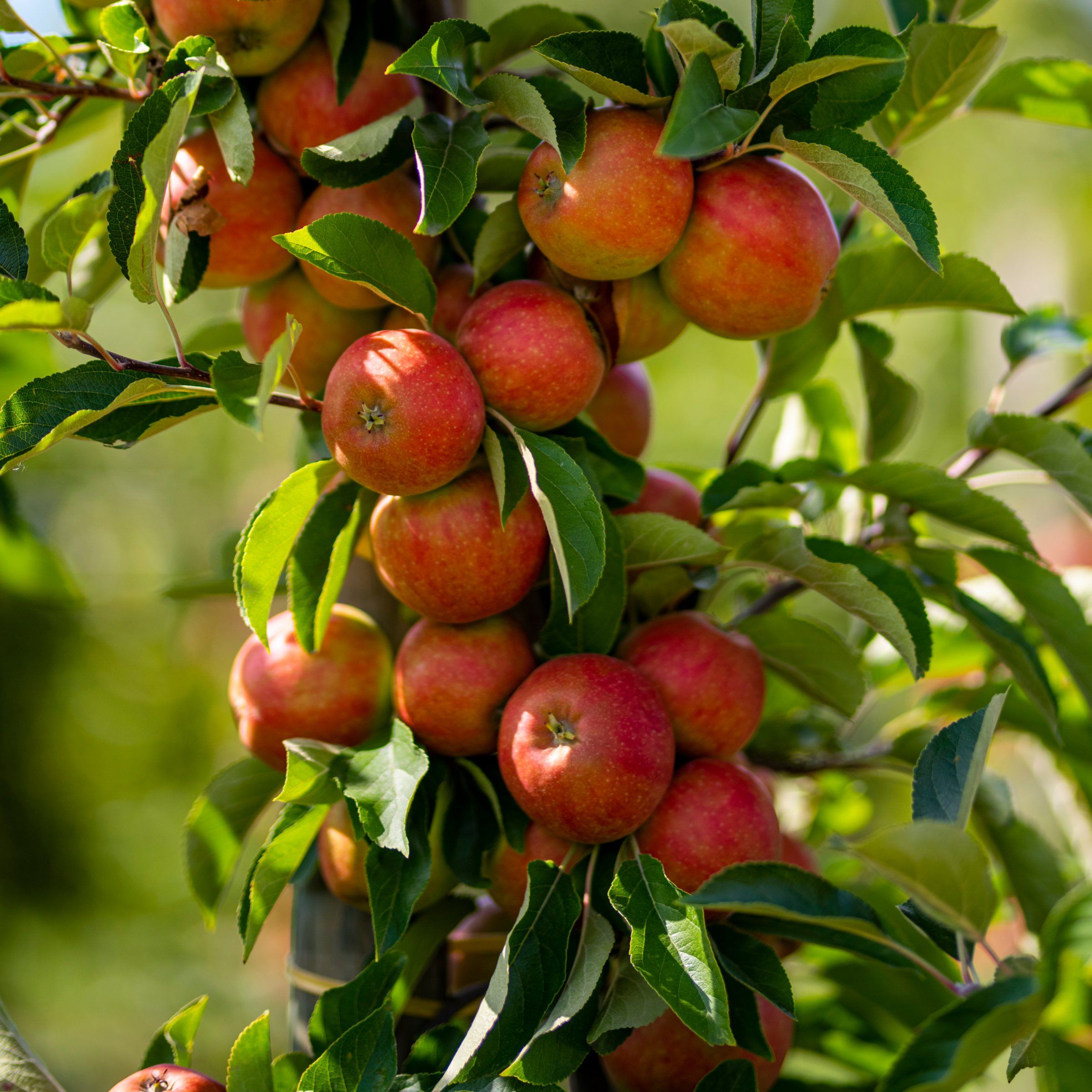 Scarlet Sentinel Tree