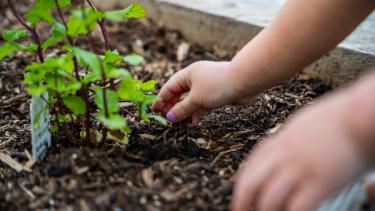 Child's hand touching garden soil full of microbes and soil food web life