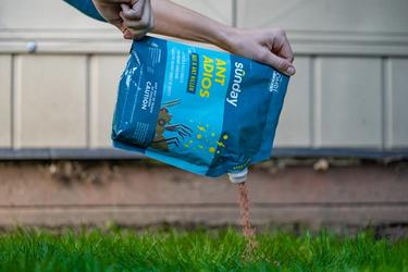 Ant Adios applied to a mound in the lawn.