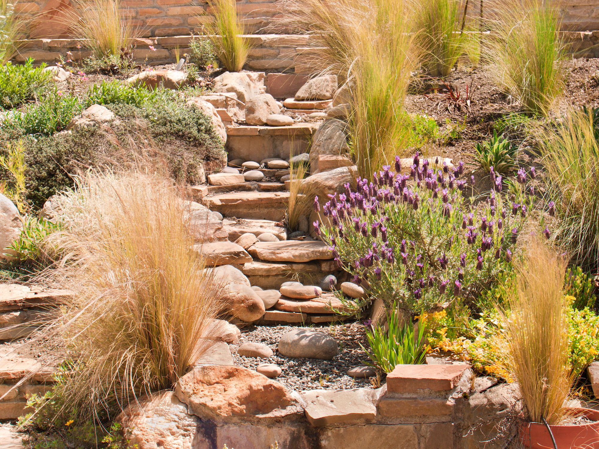A beautiful Southwest garden and walkway