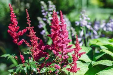 Ruby Red Astilbe