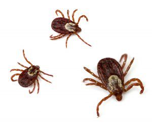American dog tick (Dermacentor variabilis)