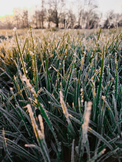 Frost on field of grass in the morning sun.