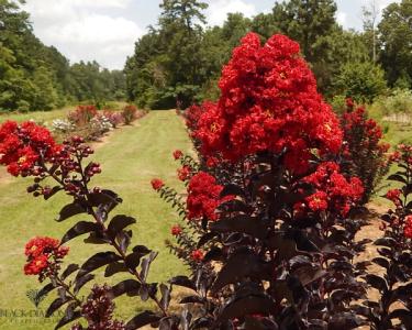Red Hot Black Diamond Crape Myrtle