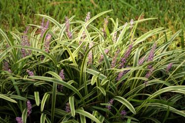 variegated lilyturf