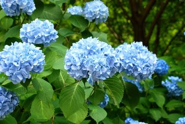 nikko blue hydrangeas