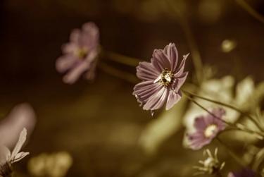 sepia colored image of bee pollinating flower