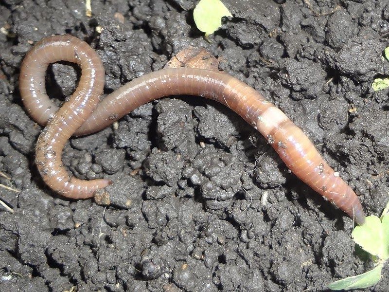 Closeup of a jumping worm