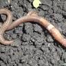 Closeup of a jumping worm