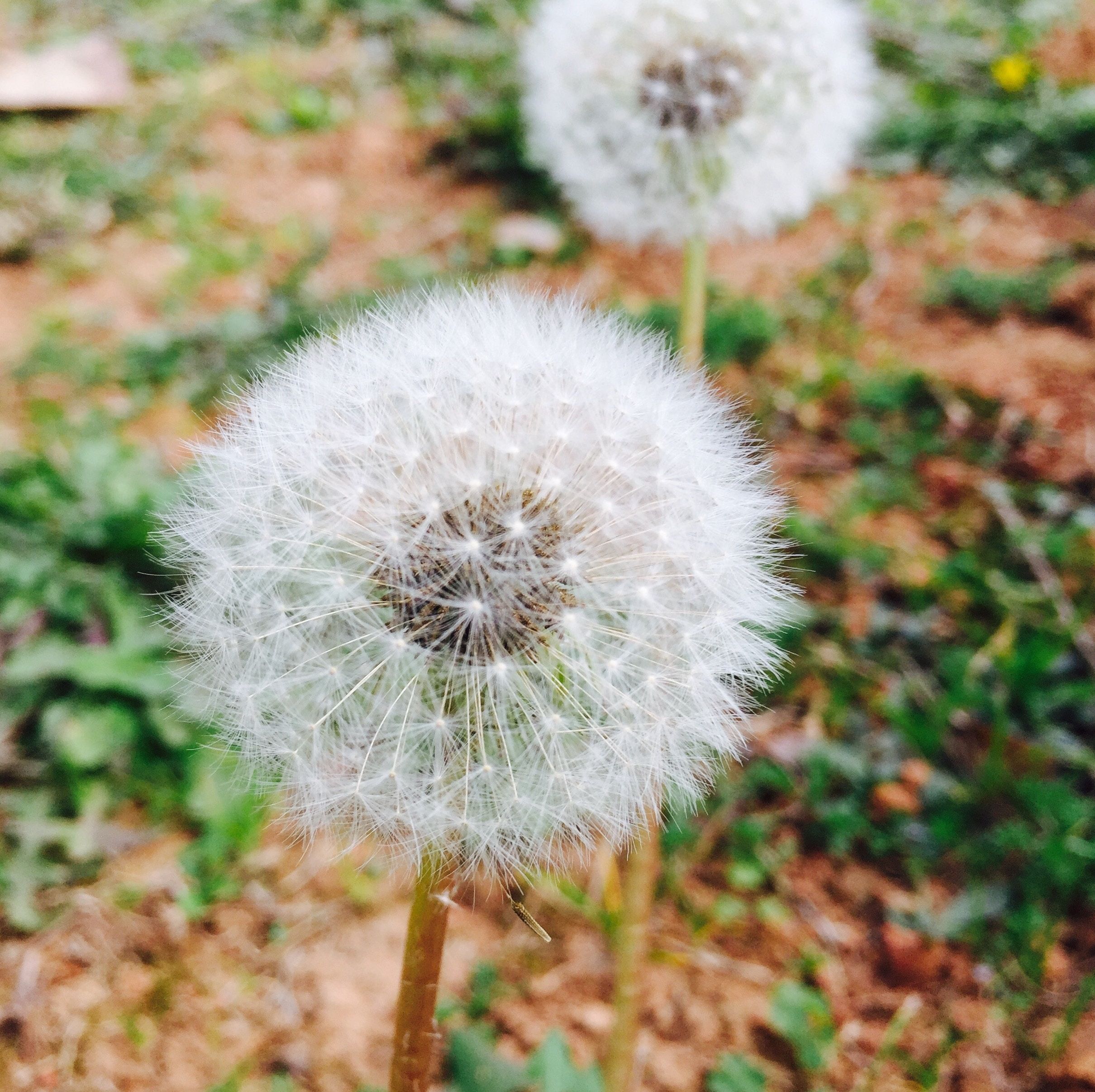 Closeup of dandelion flower seeds