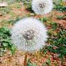 Closeup of dandelion flower seeds