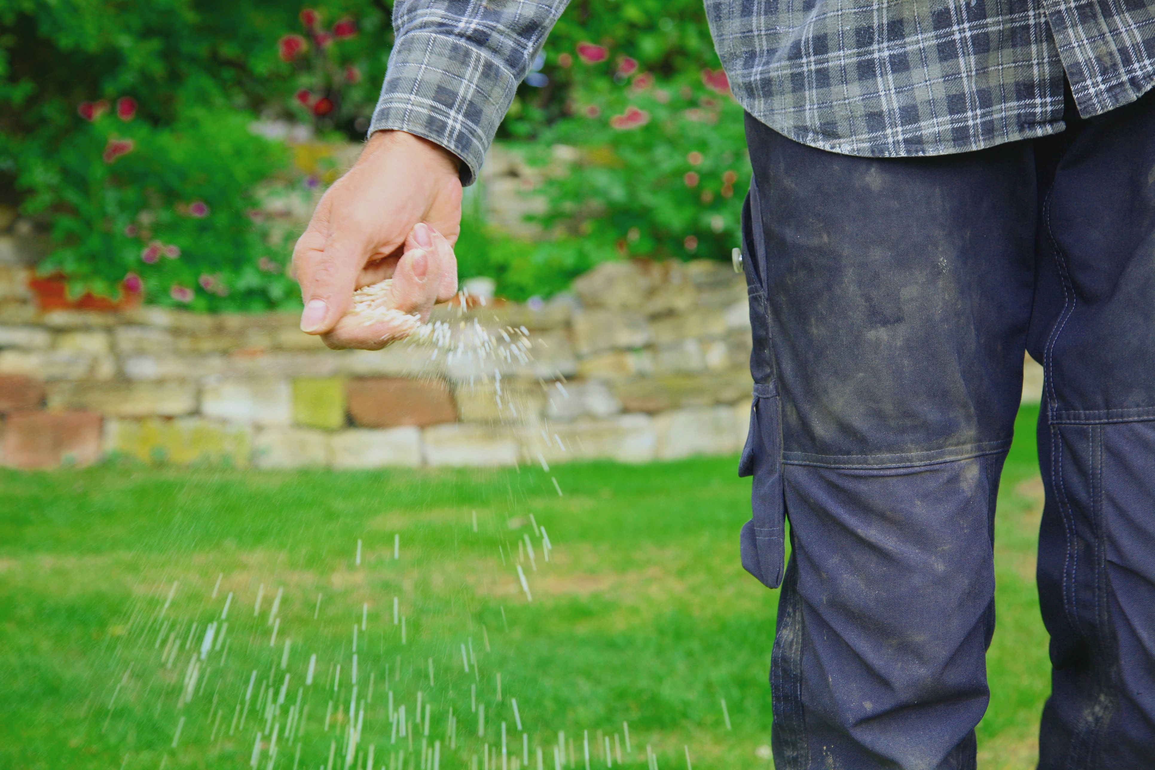 A man hand-spreading grass seed, demonstrating how to plant grass