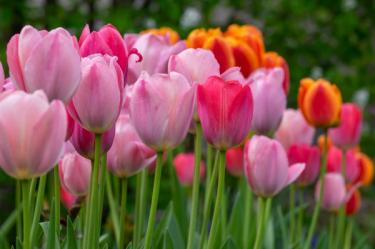 pink and orange tulips