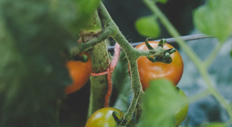 Tomato plant in a garden