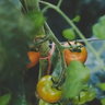 Tomato plant in a garden