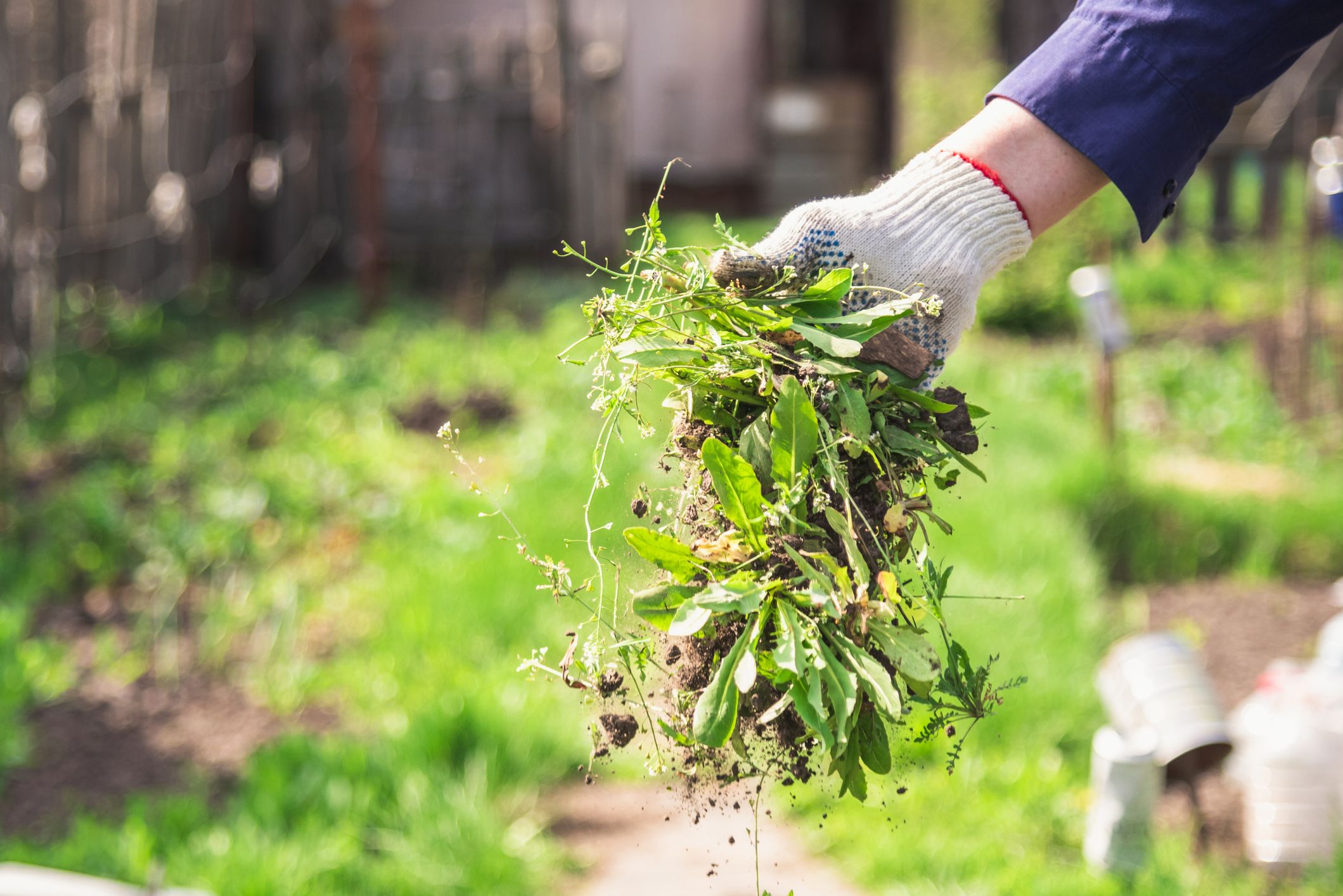 How to Manage Summer Weeds | Sunday Lawn Care