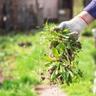 Person hand pulling summer weeds