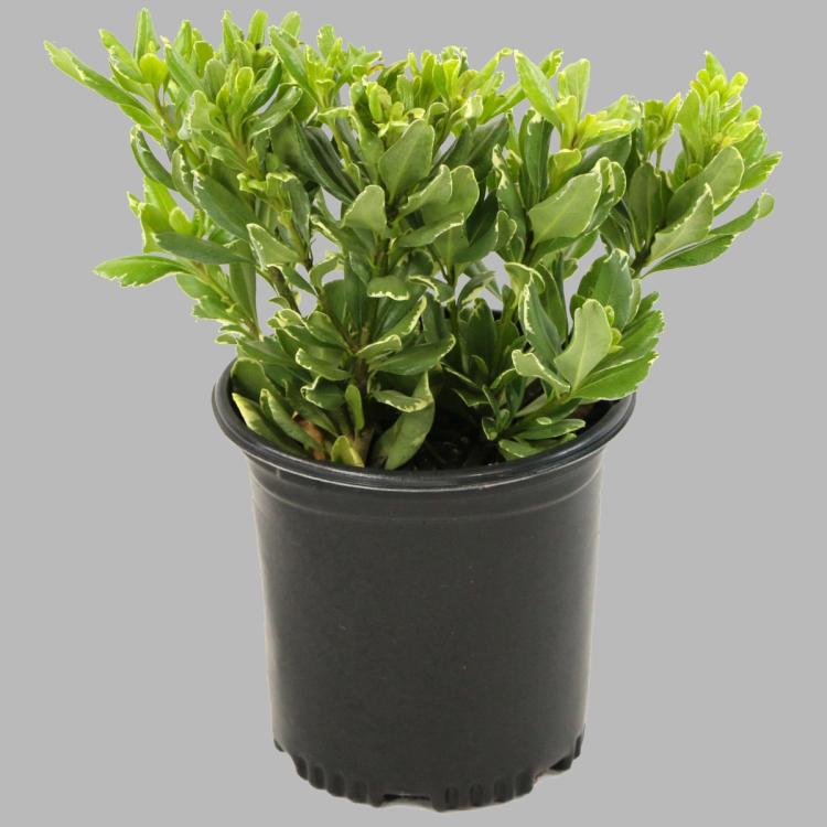 Variegated Pittosporum Trade 3 Gallon