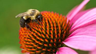 A bumble bee on a pink flower