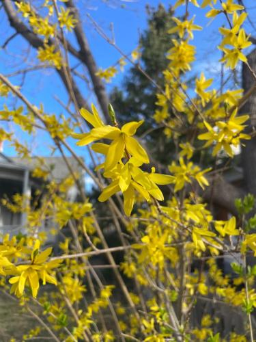 Bright yellow forsythia flowers blooming on thin branches against a clear blue sky.