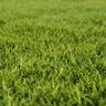 Close-up view of dense, green Bermuda grass blades in a yard.