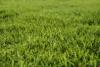 Close-up view of dense, green Bermuda grass blades in a yard.