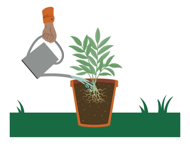 water plant after planting